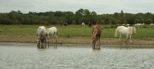 animals alongside the river